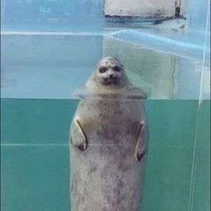 Meet your Posher, Haley